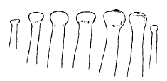 Streptosyllis campoyi, aciculae, anterior chaetigers
