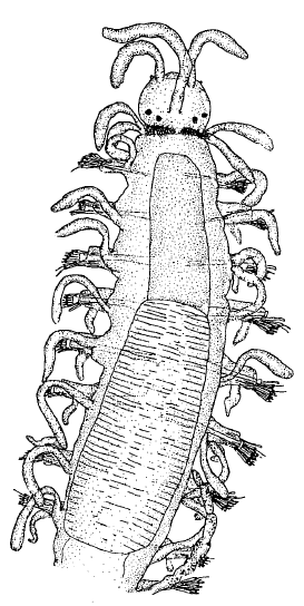 Streptosyllis campoyi, anterior end