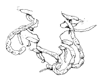 Streptosyllis campoyi, posterior end