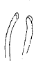 Streptosyllis campoyi, dorsal simple chaetae, anterior chaetigers