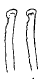 Streptosyllis campoyi, dorsal simple chaeta, midbody