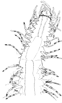 Streptosyllis hainanensis, anterior part