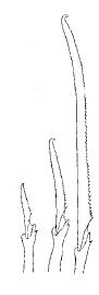 Streptosyllis hainanensis, compound chaetae, chaetiger 22