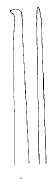 Streptosyllis hainanensis, aciculae