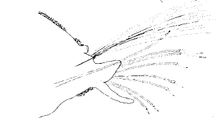 Streptosyllis hainanensis, parapod, chaetiger 22