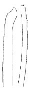 Streptsyllis hainanensis, dorsal simple chaetae