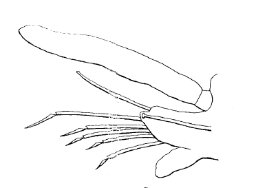 Streptosyllis reducta, parapod