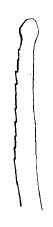 Streptosyllis reducta, dorsal simple chaeta
