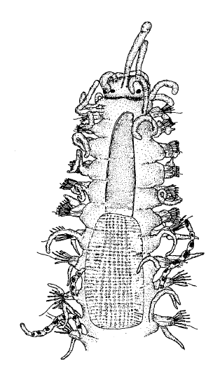Streptosyllis templadoi, anterior end