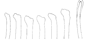 Streptosylls templadoi, simple dorsal chaetae, anterior chaetigers