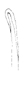 Streptsyllis templadoi, dorsal simple chaeta, midbody