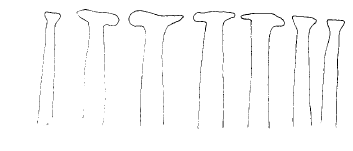Streptosyllis verrilli, aciculae, anterior parapodia