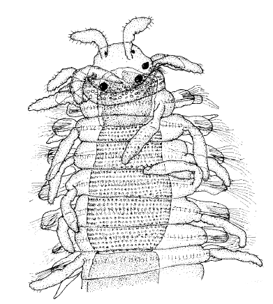 Streptosyllis verrilli, anterior part
