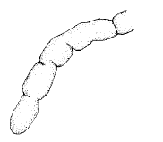 Streptosyllis verrilli, dorsal cirrus