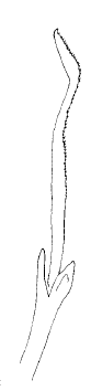 Streposyllis verrilli, anterior spiniger