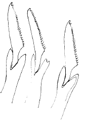 Streposyllis verrilli, compound falcigers, anterior parapodia
