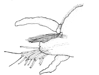Streptosyllis verrilli, parapod, midbody