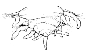 Streptosyllis verrilli, posterior end