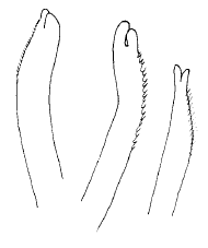 Streptosyllis verrilli, dorsal simple chaetae