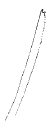 Streptosyllis verrilli, ventral simple chaeta