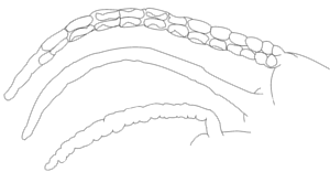 Streptosyllis arenae, different dorsal cirri