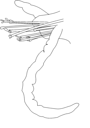 Streptosyllis arenae, anterior parapod, dorsal view