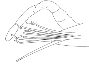 Streptosyllis arenae, posterior parapod, dorsal view