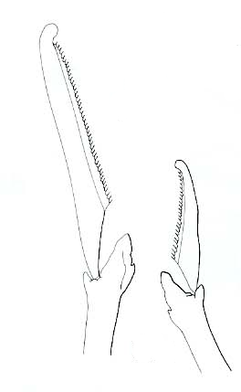 Streptosyllis biarticulata, compound chaetae, chaetiger 25