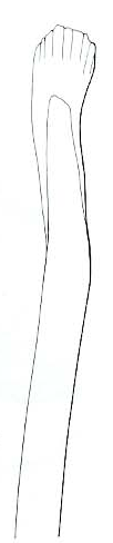 Streptosyllis biarticulata, dorsal simple chaeta