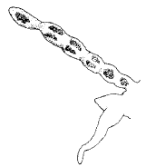 Streptosyllis bidentata, parapod, mid-body