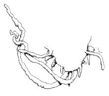 Streptosyllis bidentata, posterior end