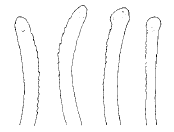 Strepotsyllis bidentata, dorsal simple chaetae