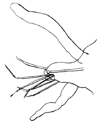 Streptosyllis cryptopalpa, parapodium