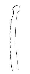 Streptosyllis cryptopalpa, dorsal simple chaeta