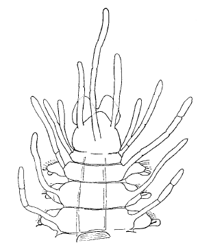 Streptosyllis latipalpa, anterior part