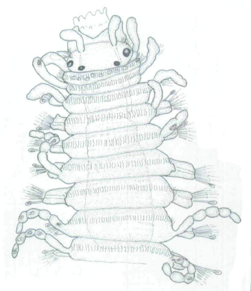 Streptosyllis magnapalpa, anterior end
