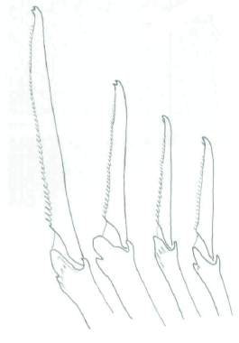 Streptosyllis magnapalpa, compound chaetae, posterior chaetigers