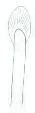 Streptosyllis magnapalpa, dorsal simple chaeta, anterior parapod