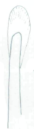Streptosyllis magnapalpa, dorsal simple chaeta, midbody