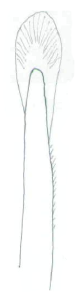Streptosyllis magnapalpa, dorsal simple chaeta, midbody