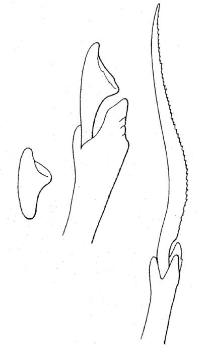 Streptosyllis suhrmeyeri, compound chaetae, 2nd chaetiger