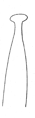 Streptosyllis suhrmeyeri, acicula, 2nd chaetiger