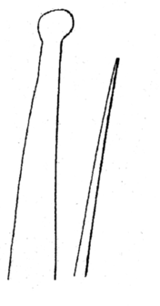 Streptosyllis suhrmeyeri, aciculae mid-body