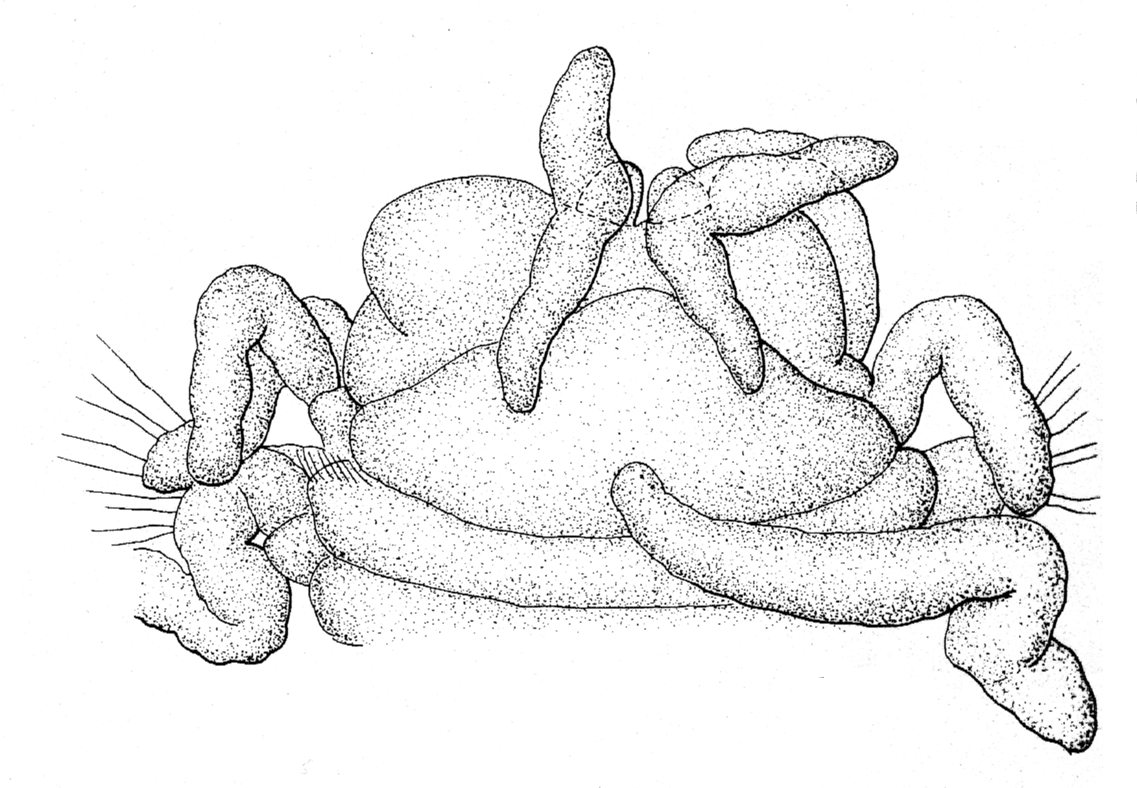 Streptosyllis suhrmeyeri, anterior end