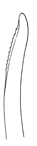 Streptosyllis suhrmeyeri, dorsal simple chaeta, 2nd chaetiger