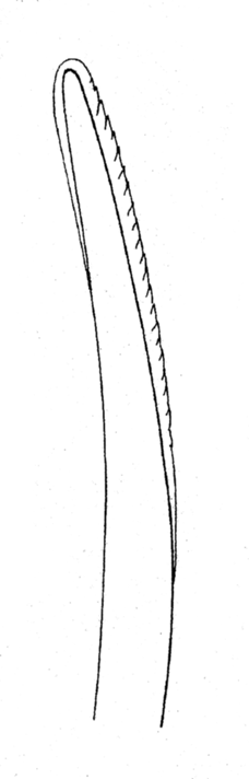 Streptosyllis suhrmeyeri, dorsal simple chaeta, mid-body