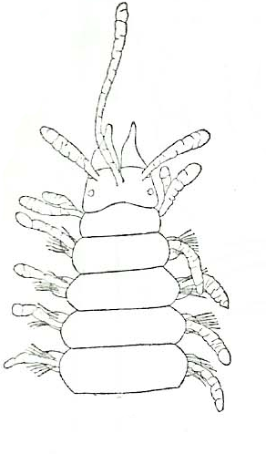 Streptosyllis varians, anterior part