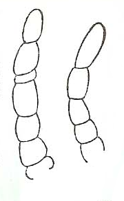 Streptosyllis varians, dorsal cirri