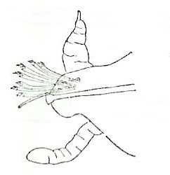 Streptosyllis varians, parapod