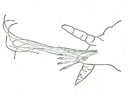 Streptosyllis varians, posterior parapodium